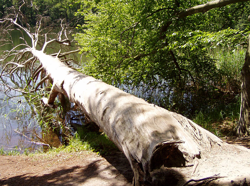 von Biesenthal zum Liepnitzsee