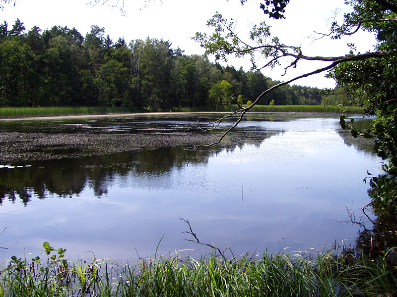 Im Dschungel bei Eberswalde-Finow