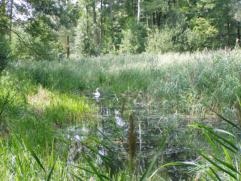 Im Dschungel bei Eberswalde-Finow