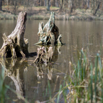 Baumstümpfe im Selchower See