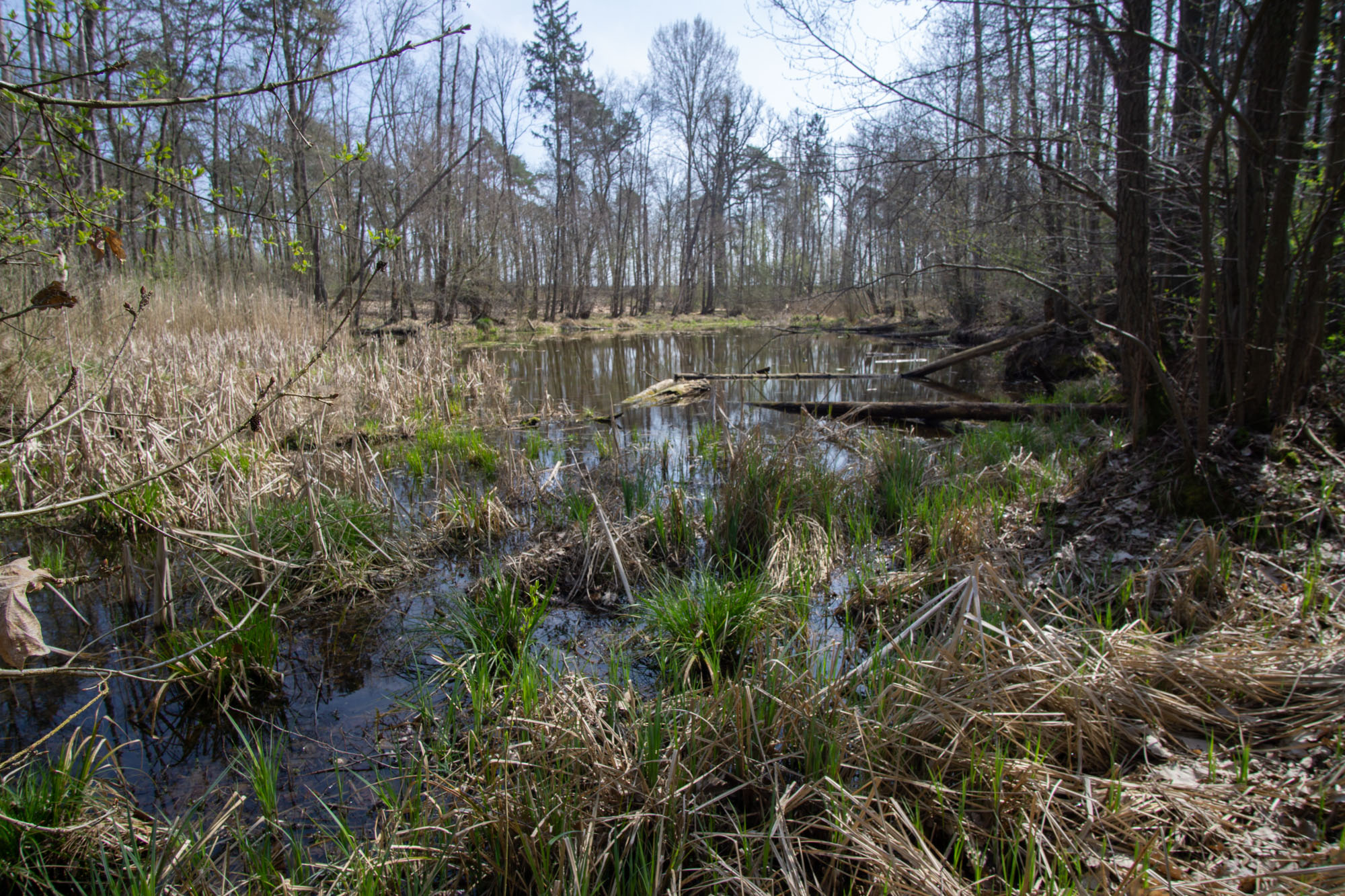 Wandern bei Berlin: Torfbusch und Selchower See