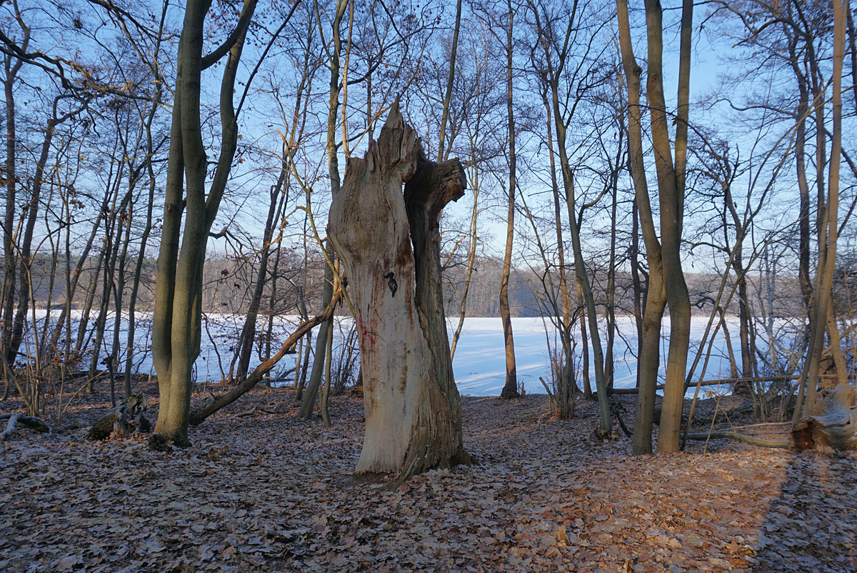 Wandern nahe Berlin: Raureife Wanderung von Blankenfelde zum Rangsdorfer See