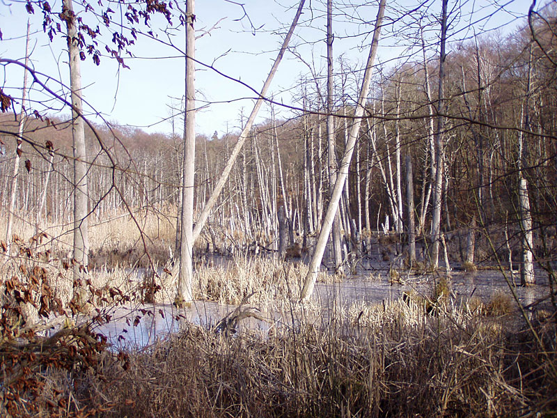 Plagefenn