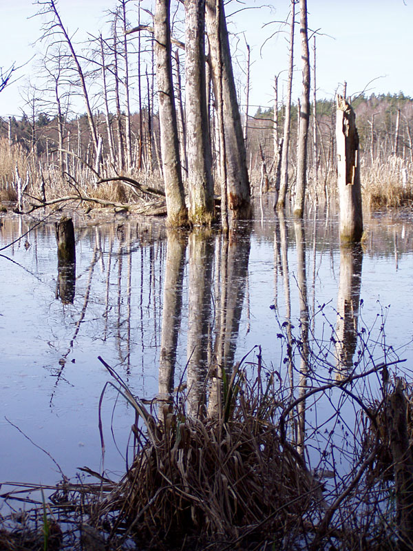 Plagefenn