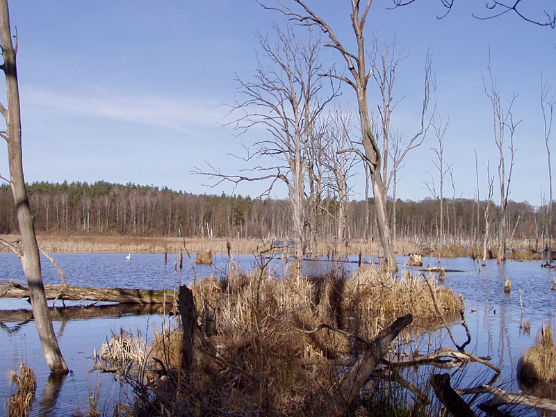 Plagefenn
