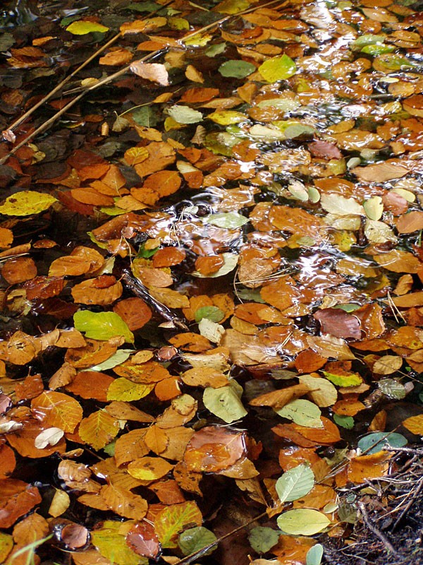 Von Lychen zu Zenssee und Platkowsee