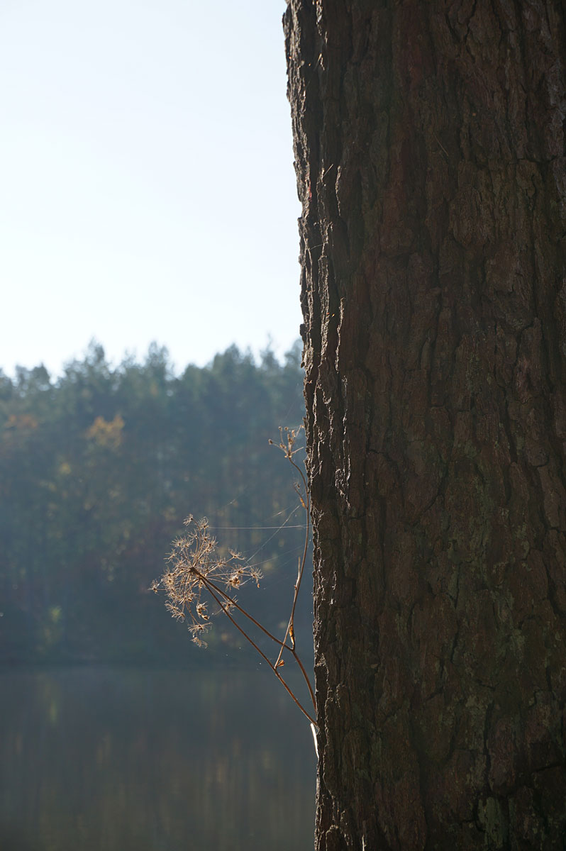 Wanderung um die Heideseen und auf den Wehlaberg bei Köthen
