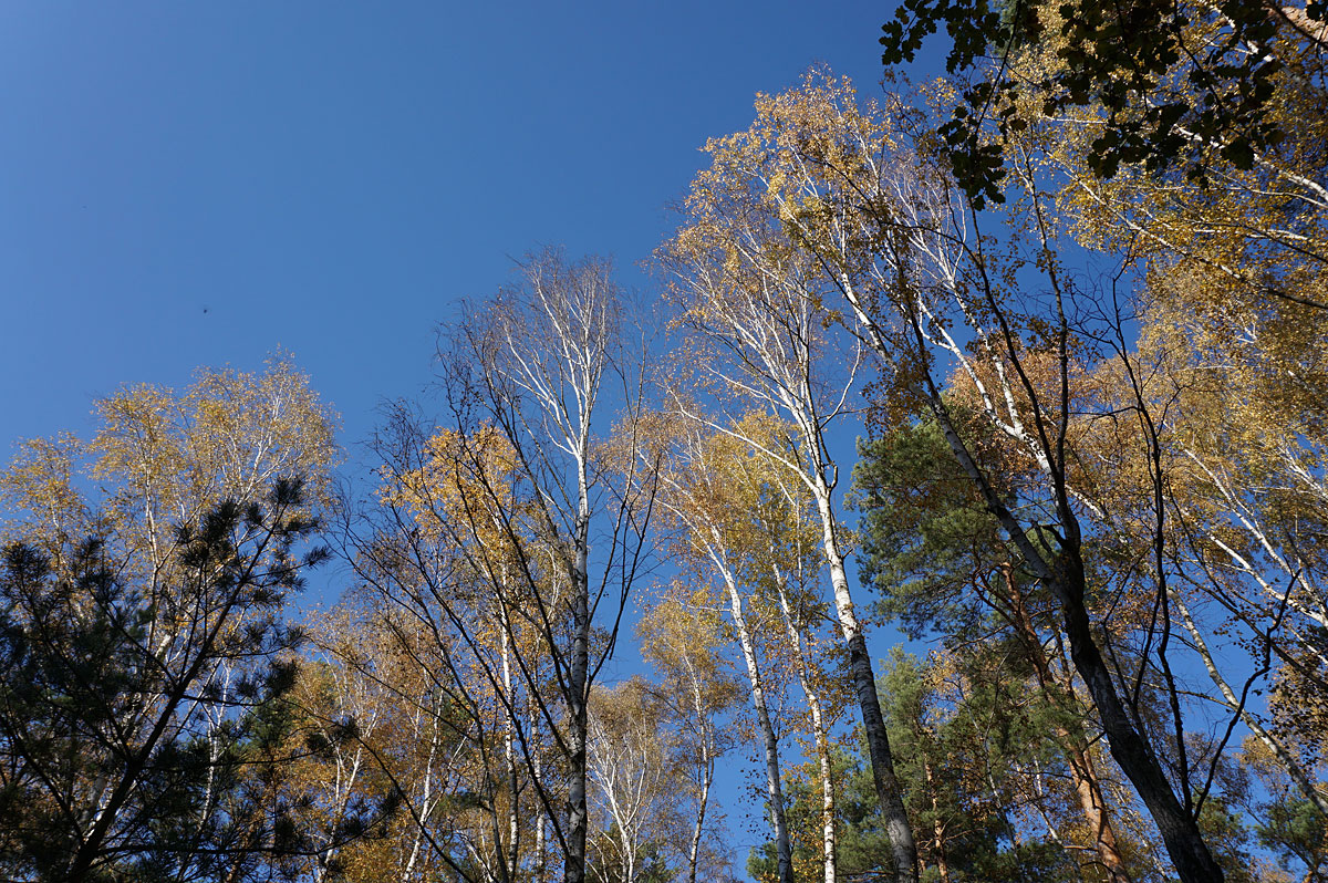 Wanderung um die Heideseen und auf den Wehlaberg bei Köthen