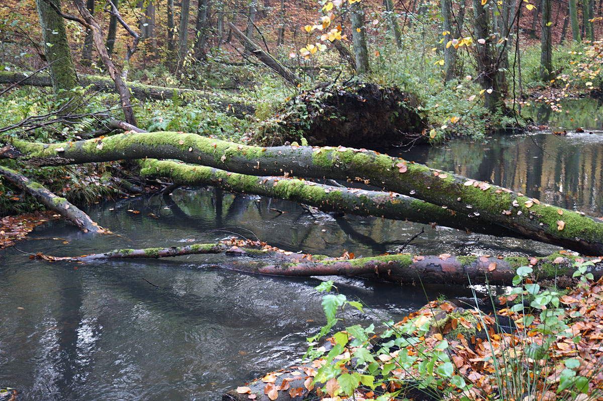 Wandern in Brandenburg: Schlaubetal