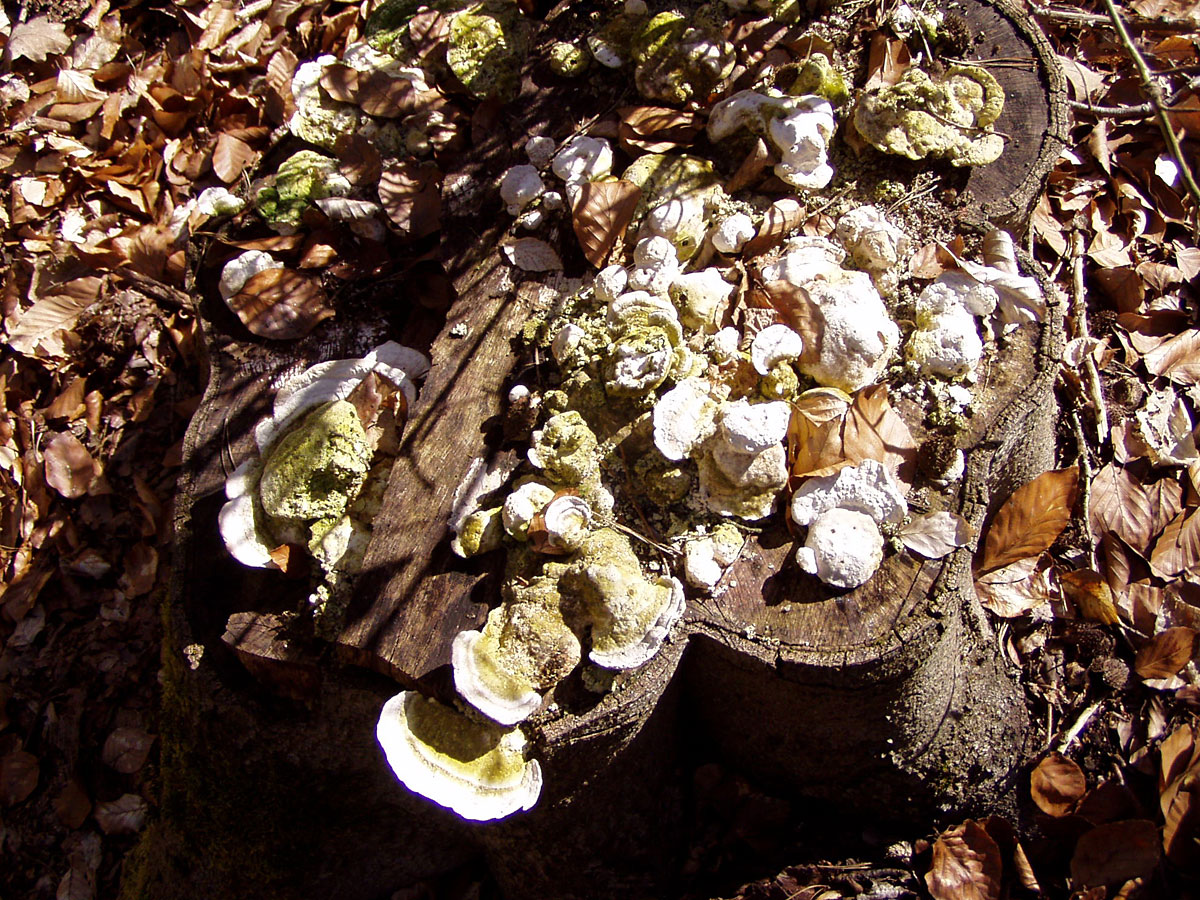 Wanderung von Altkünkendorf zur Glambecker Mühle Wanderung von Altkünkendorf zur Glambecker Mühle