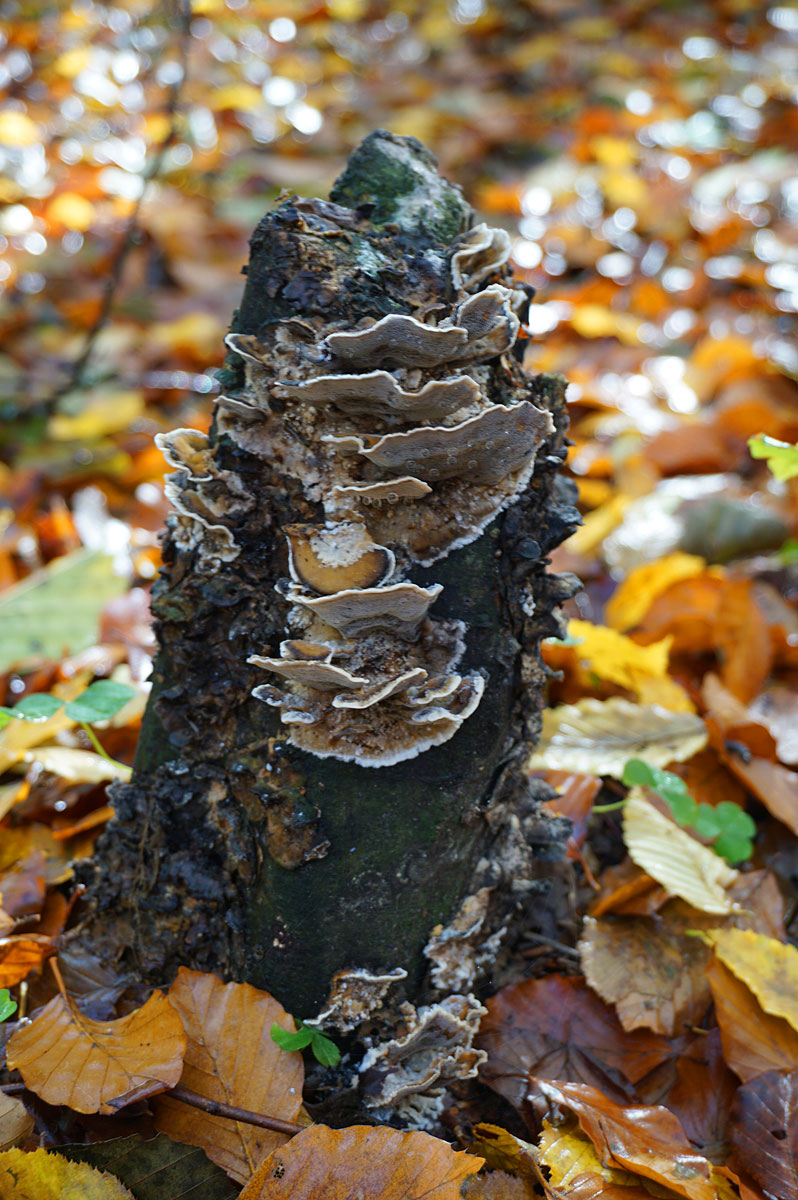 Wandern in Brandenburg: Schlaubetal