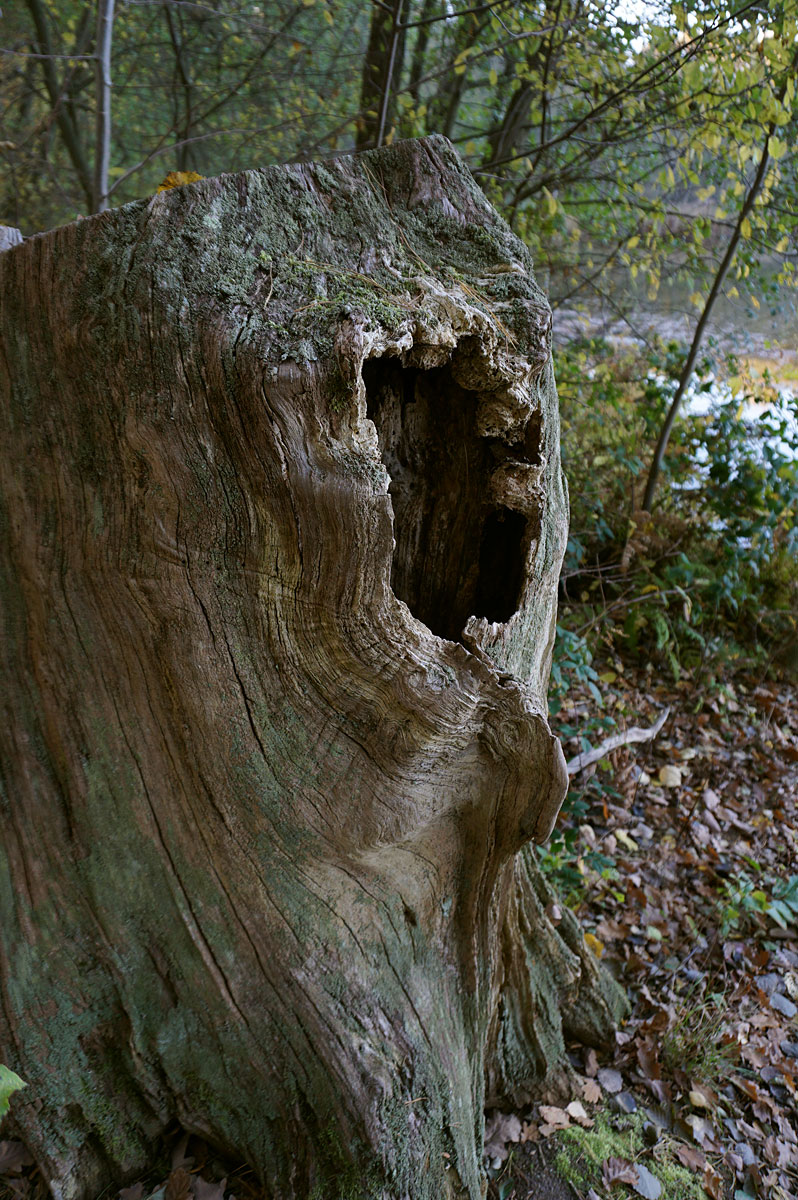 Wanderung um die Heideseen und auf den Wehlaberg bei Köthen