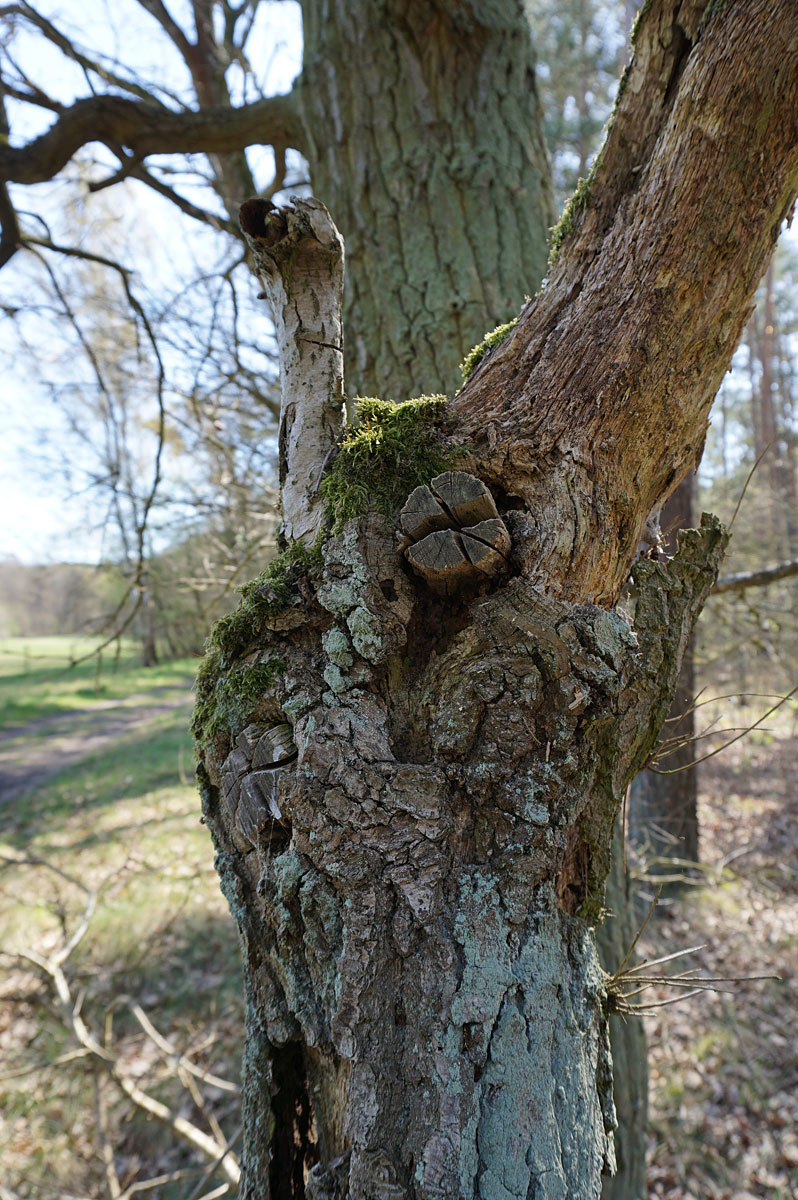 Wandern in Brandenburg: Glauer Berge und Blankensee