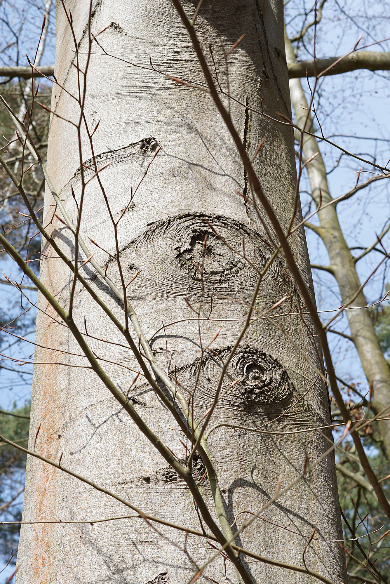 Wandern bei Berlin: Torfbusch und Selchower See