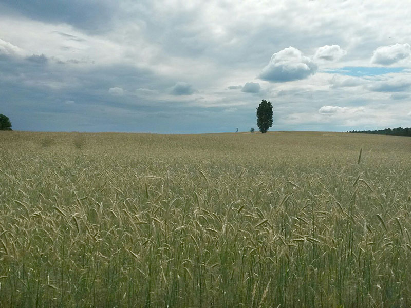 Von Storkow nach Wolzig – Salzwiesen, Treidelweg und Gipfelkreuz