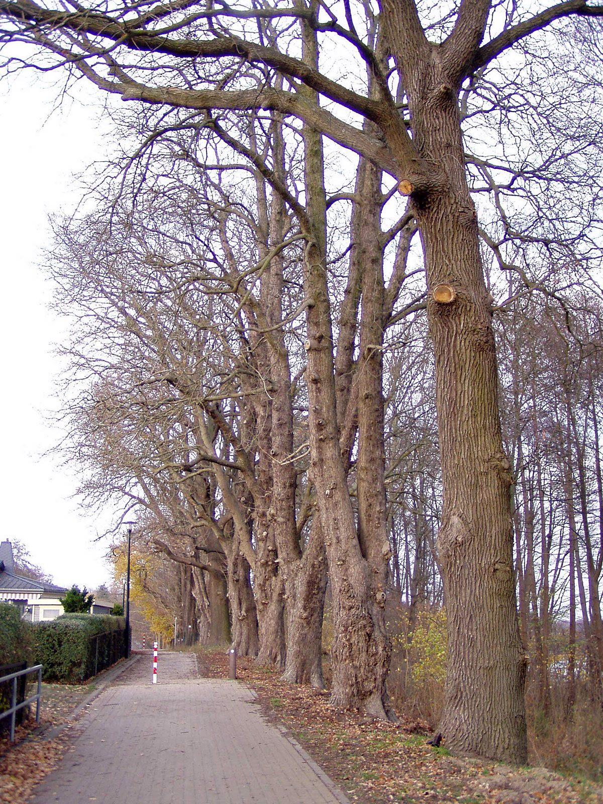 Über den Wietkiekenberg nach Petzow