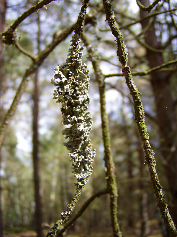 Kleine Schorfheide ab Hammelspring