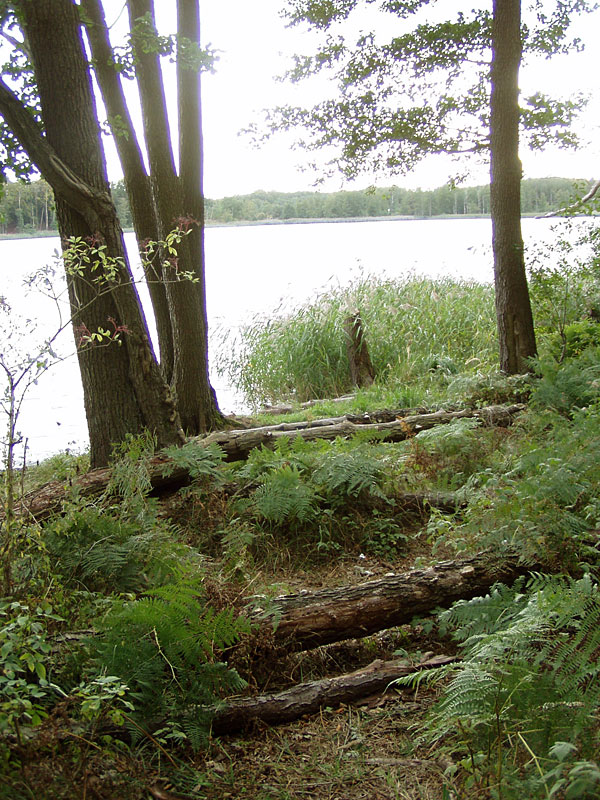 Kleine Schorfheide ab Hammelspring