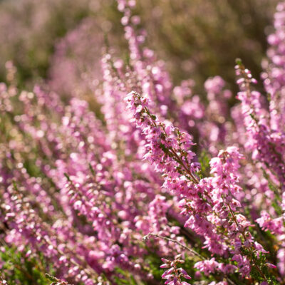 Heideblüte in Brandenburg