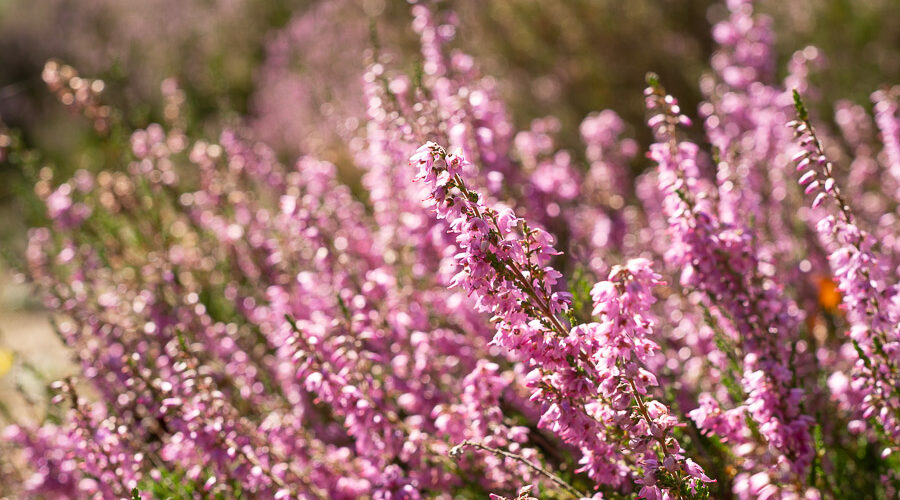 Heideblüte in Brandenburg