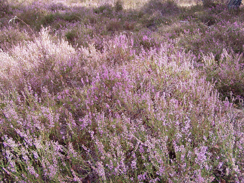 Kleine Schorfheide ab Hammelspring