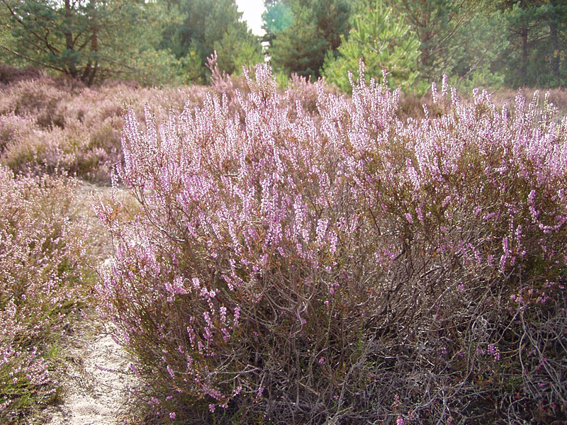 Kleine Schorfheide ab Hammelspring