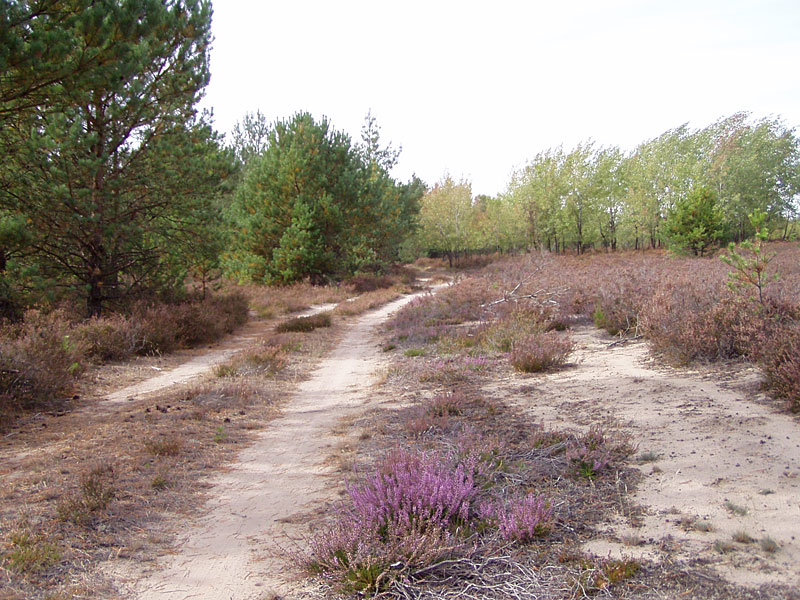 Kleine Schorfheide ab Hammelspring