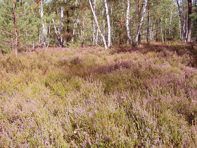 Kleine Schorfheide ab Hammelspring