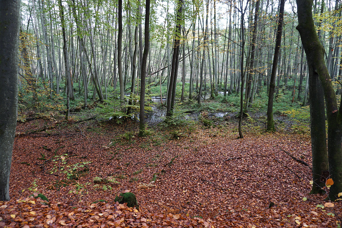 Wandern in Brandenburg: Schlaubetal