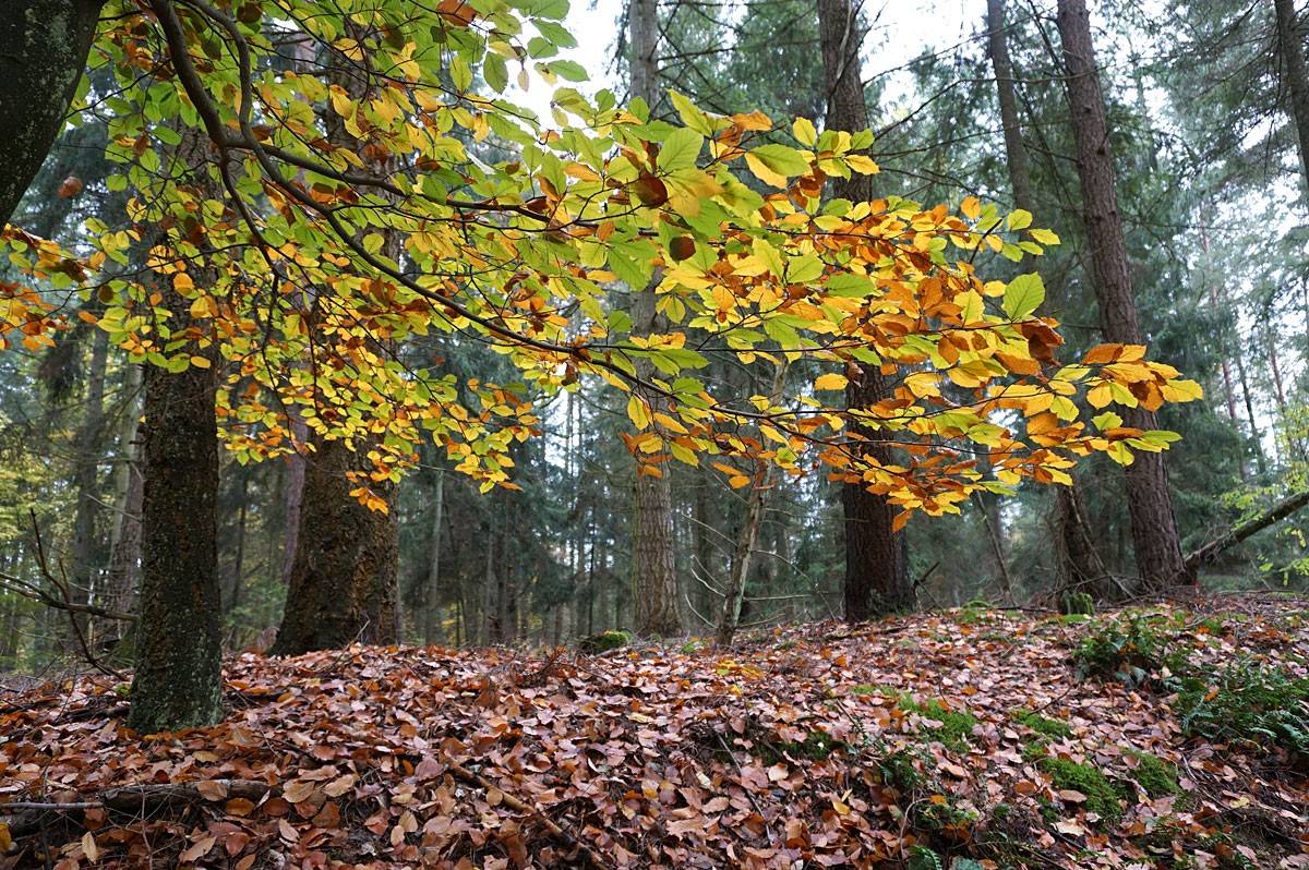 Wandern in Brandenburg: Schlaubetal