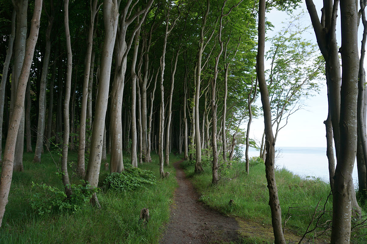 Wandern auf Rügen: Halbinsel Wittow von Schwarbe nach Kap Arkona