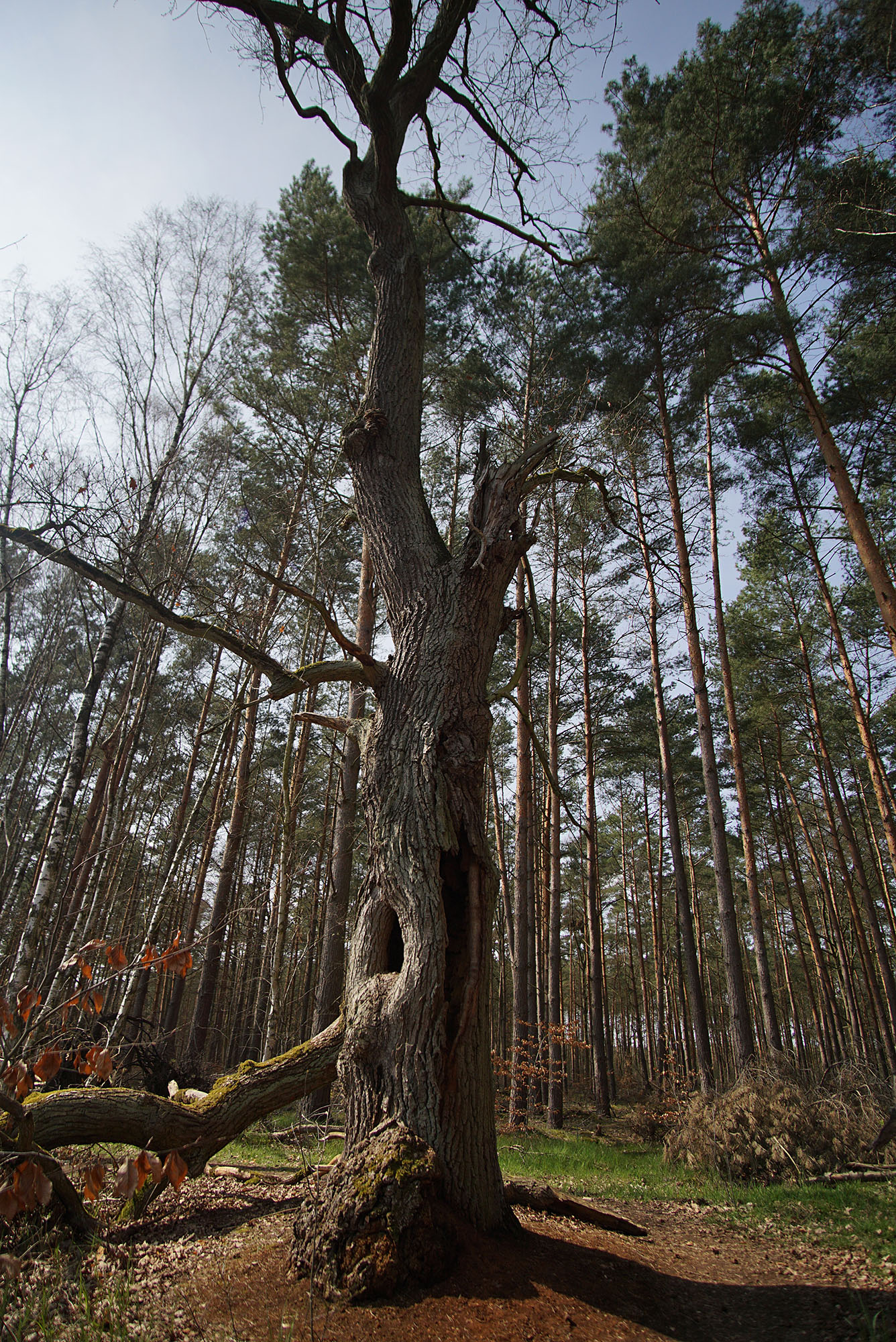 Wandern bei Berlin: Torfbusch und Selchower See