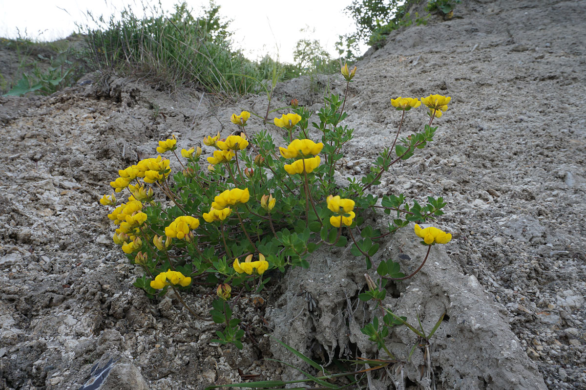 Wandern auf Rügen: Kreidefelsen im Nationalpark Jasmund