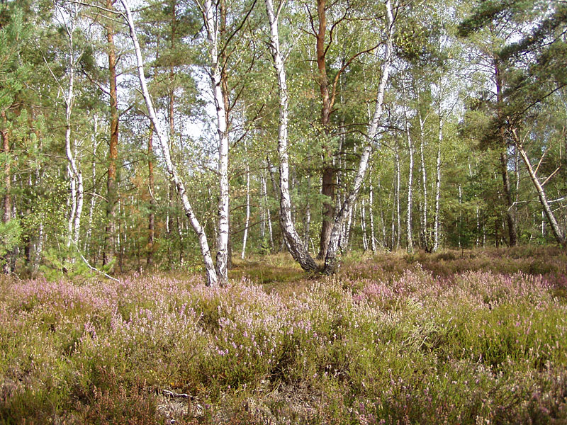 Kleine Schorfheide ab Hammelspring