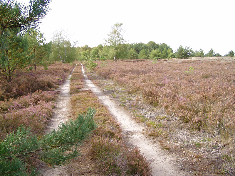 Kleine Schorfheide ab Hammelspring