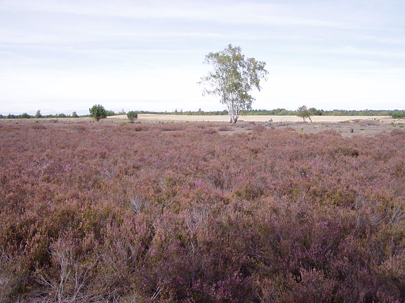 Kleine Schorfheide ab Hammelspring