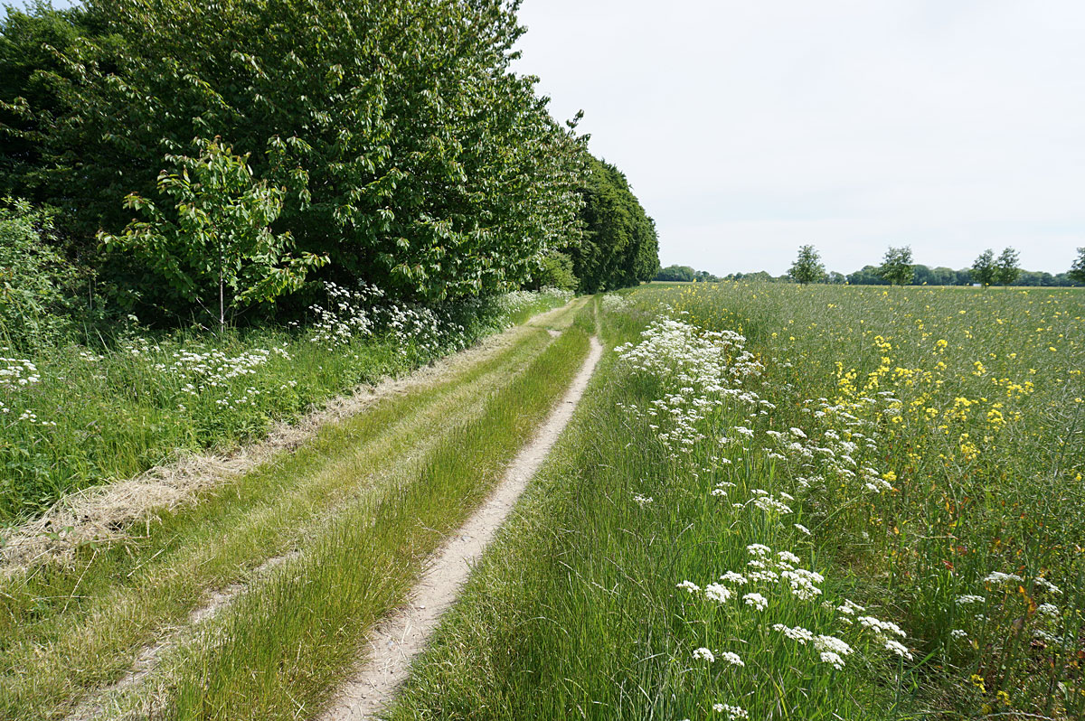 Wandern auf Rügen: Halbinsel Wittow von Schwarbe nach Kap Arkona
