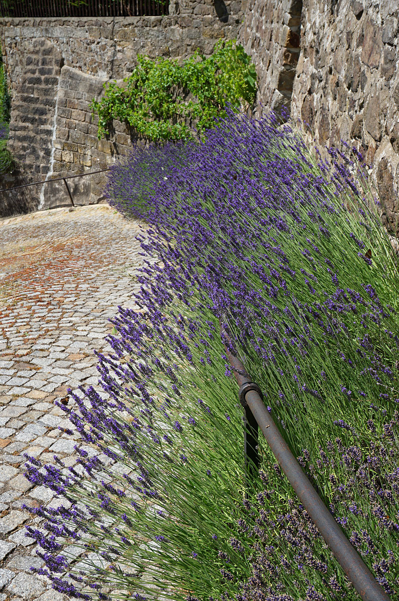 Elbhangwanderung bei Dresden