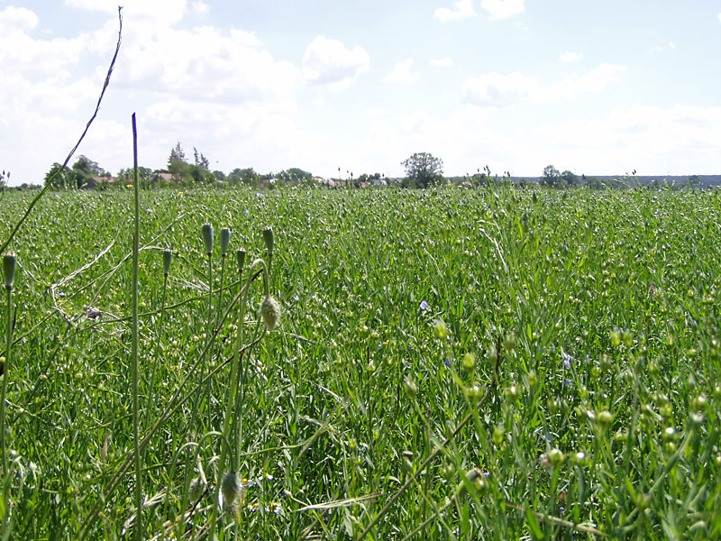 Von Dahme (Mark) nach Drahnsdorf
