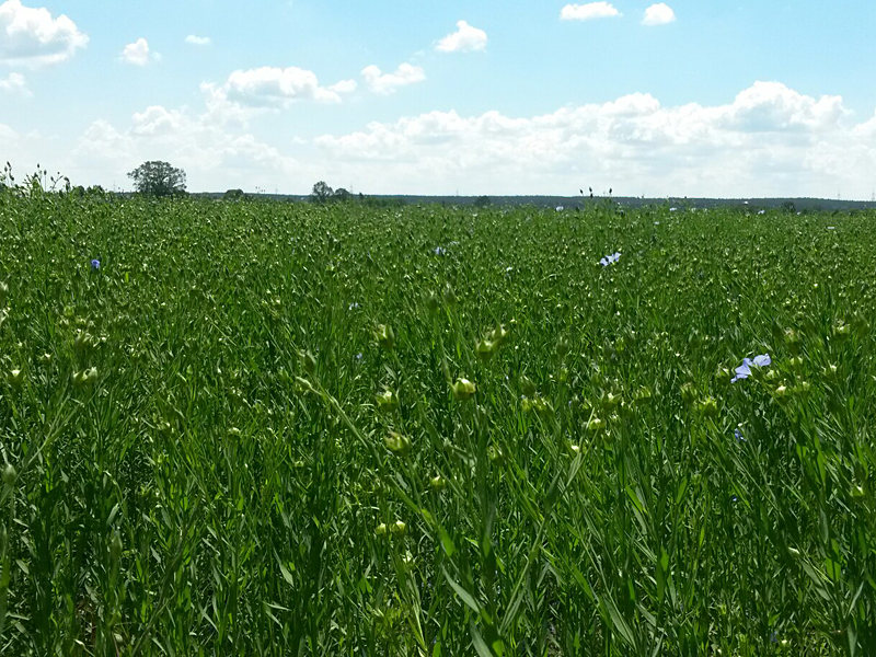 Von Dahme (Mark) nach Drahnsdorf