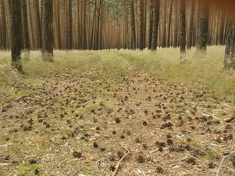 Von Dahme (Mark) nach Drahnsdorf