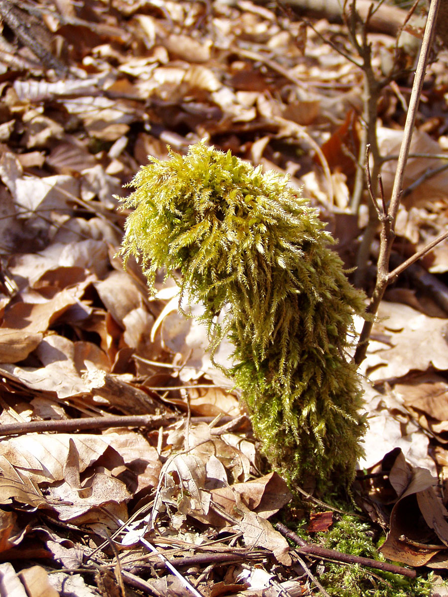 Wanderung von Altkünkendorf zur Glambecker Mühle