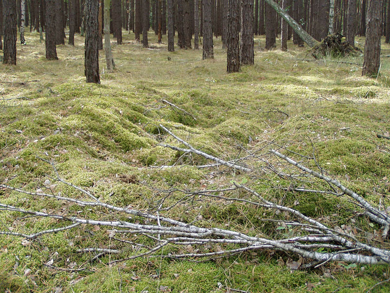 Kleine Schorfheide ab Hammelspring