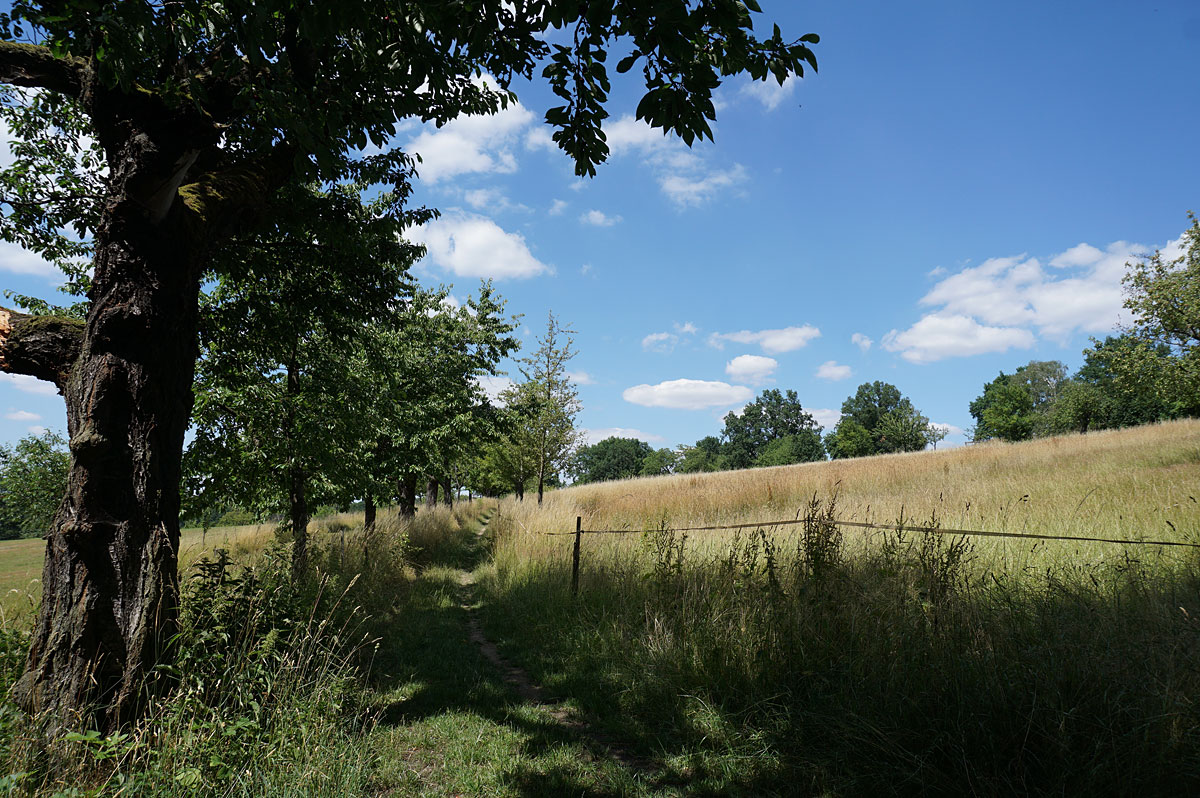 Elbhangwanderung bei Dresden