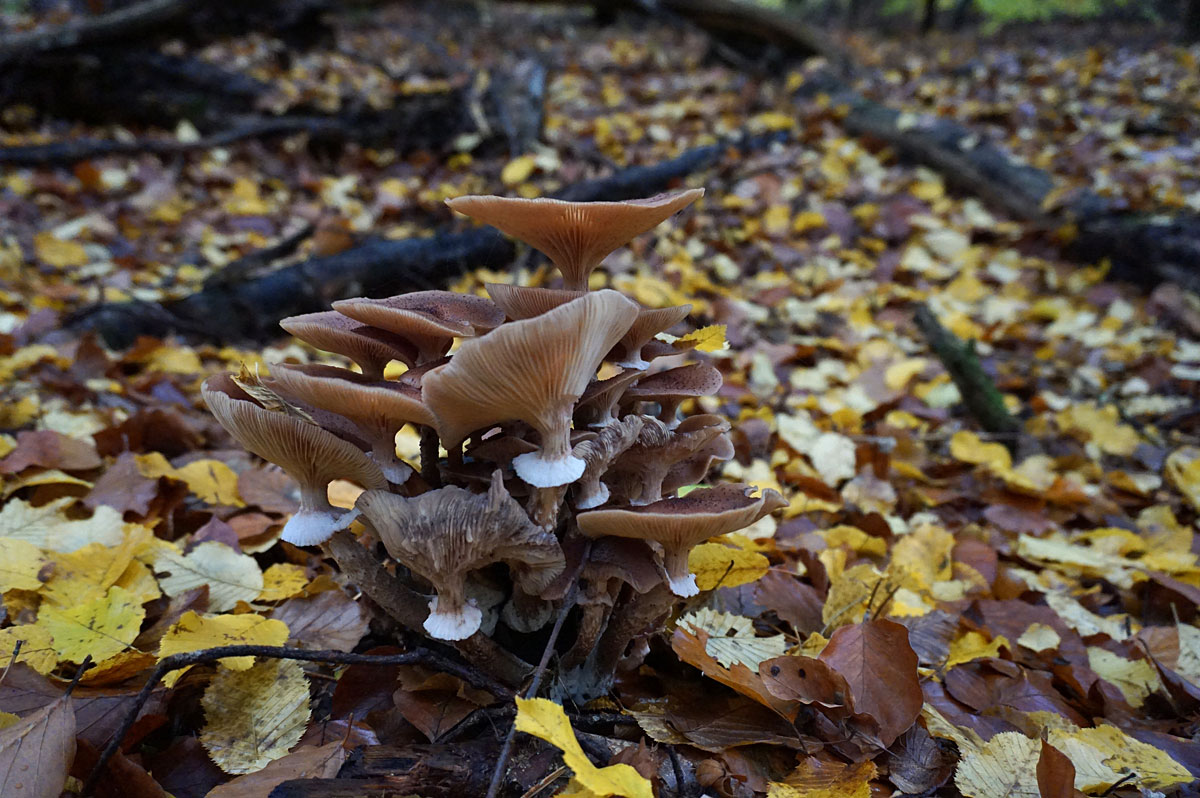Wandern in Brandenburg: Schlaubetal