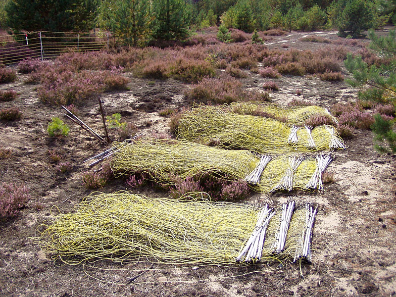 Kleine Schorfheide ab Hammelspring