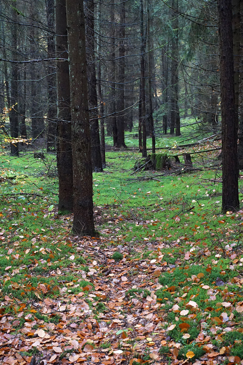Wandern in Brandenburg: Schlaubetal