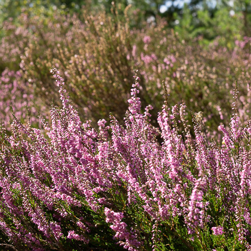 Heideblüte in der Schönower Heide