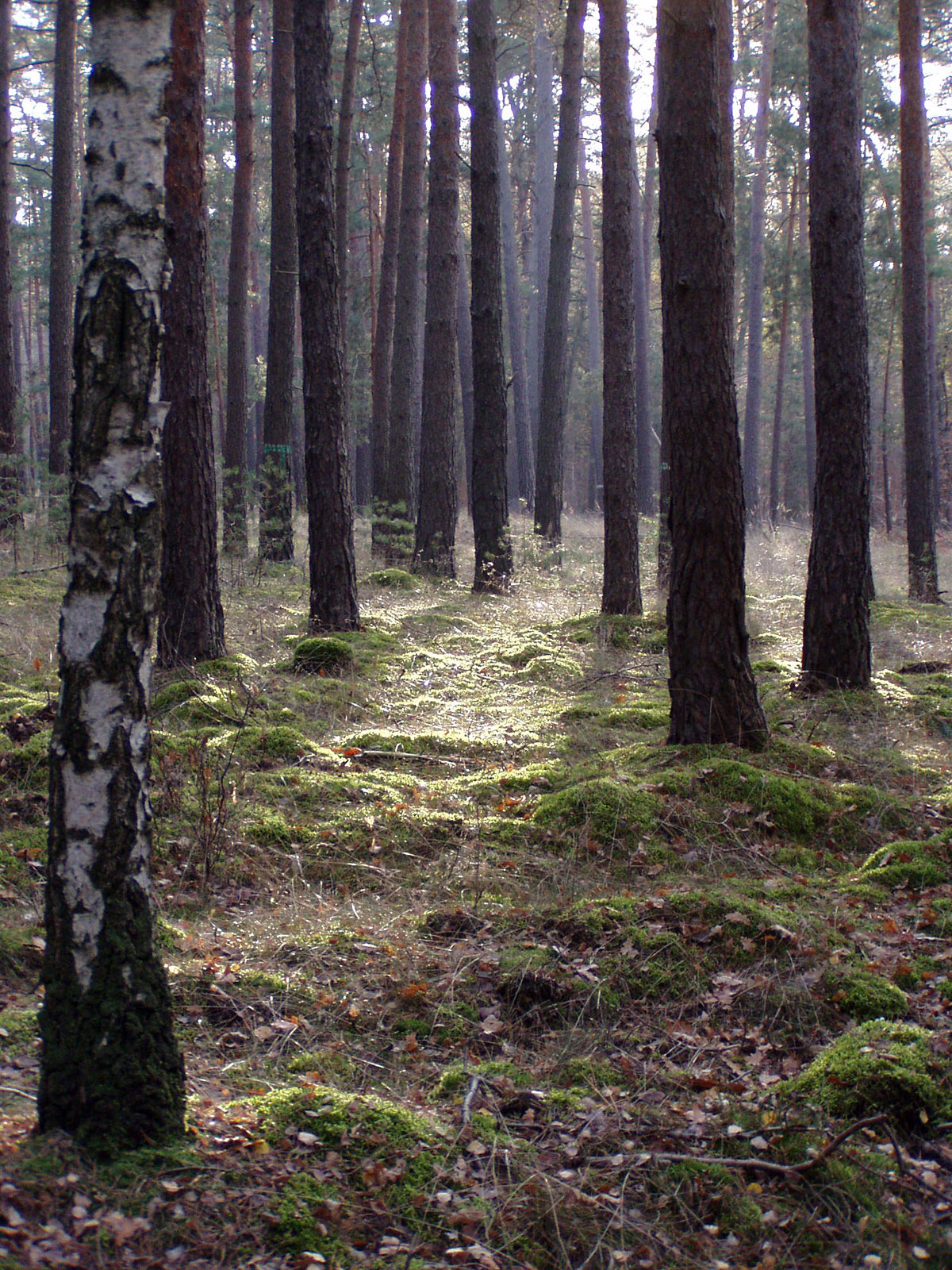 Über den Wietkiekenberg nach Petzow