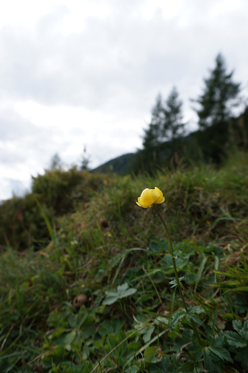 Wandern im Ahrntal: Trippachtal zur Kegelgasslalm